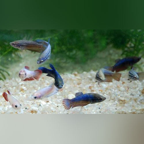Show Betta Female
