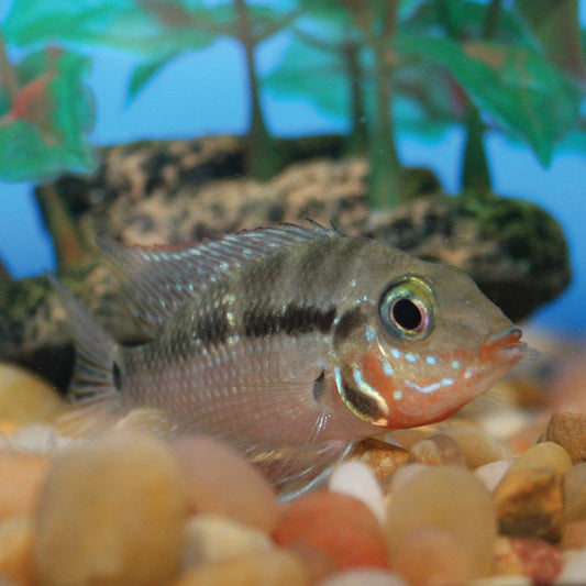 Firemouth Cichlid