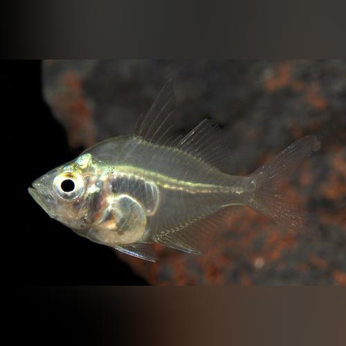 Dwarf Glass Fish for sale AquariumFish