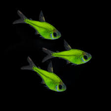 Green Glofish Pristella Tetra