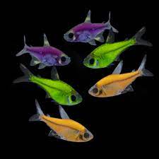 Purple Glofish Pristella Tetra