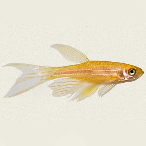 Gold Long Fin Danio
