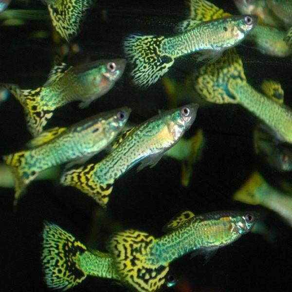 Green Cobra Guppy (Pair)