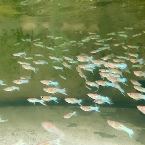 Japanese Blue Sword Guppy