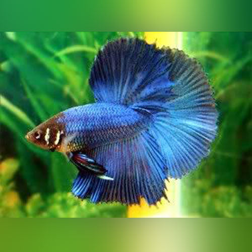Halfmoon Betta Male