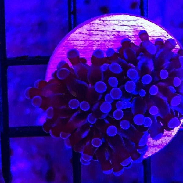 Cristata Torch Coral Frag