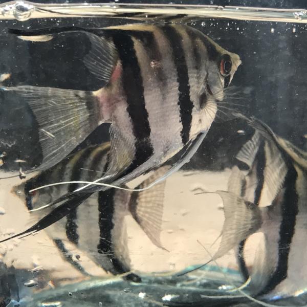 Peruvian Altum Angelfish