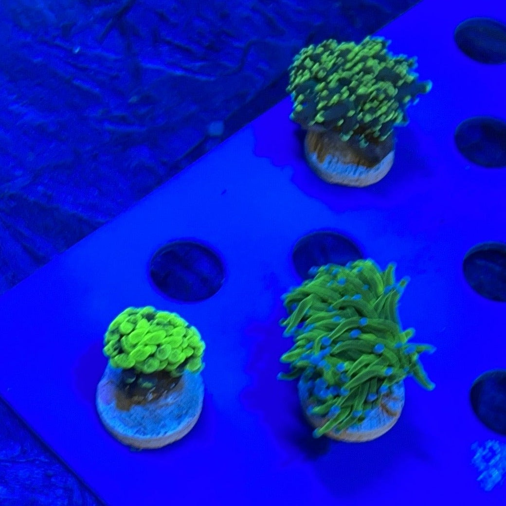 Assorted Aussie Coral Frags (Lot of 3)