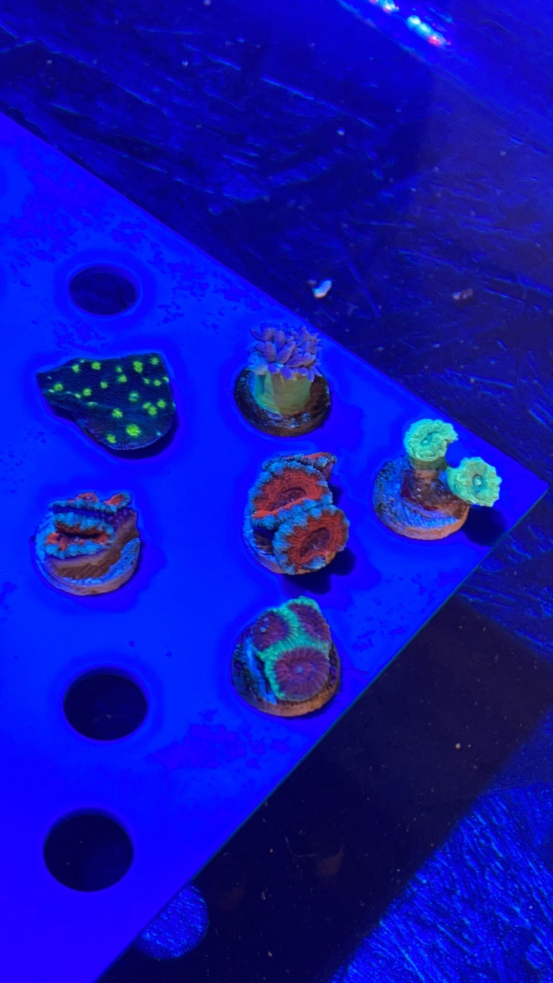 Assorted Aussie Coral Frags (Lot of 6)