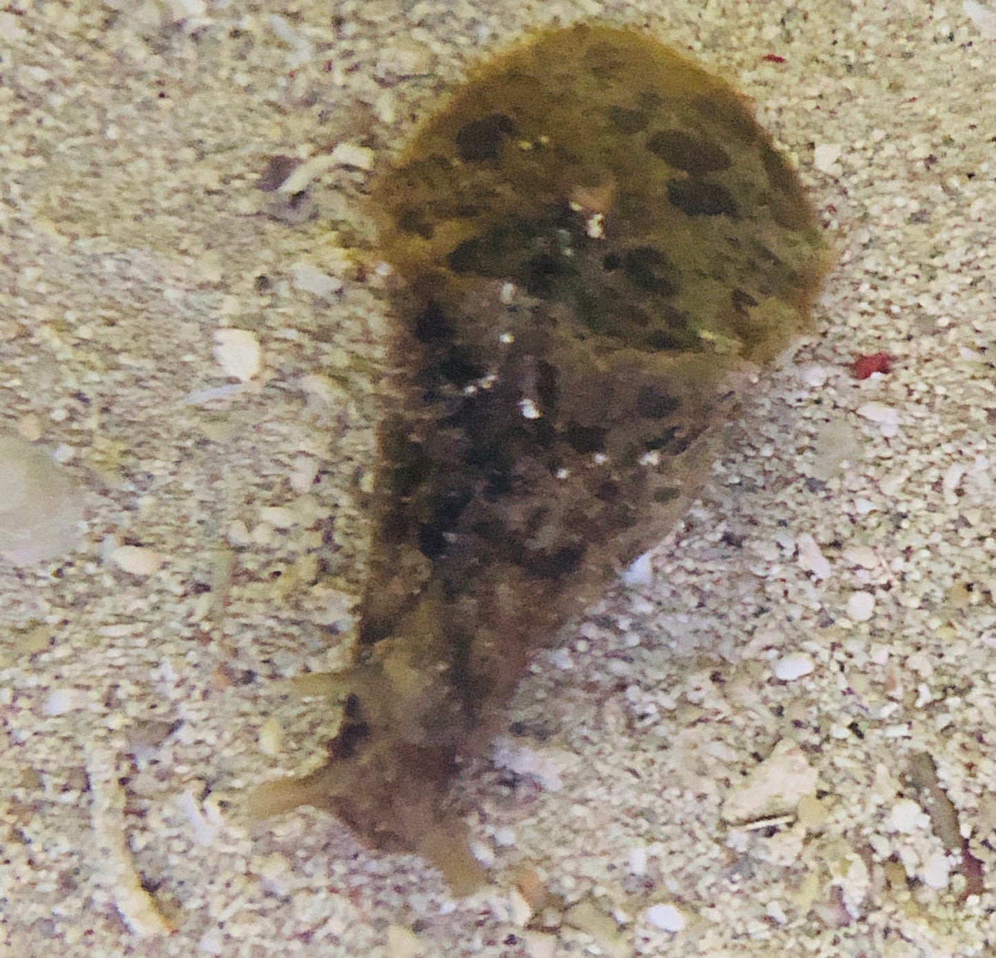 Brown Sea Hare