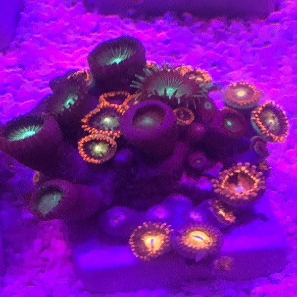 Zoanthid Frag