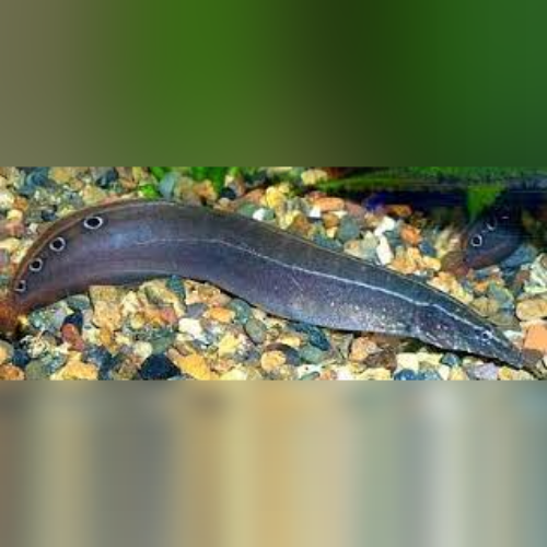 American Eel Fish Live Eels Near Me Peacock Eel For Sale –