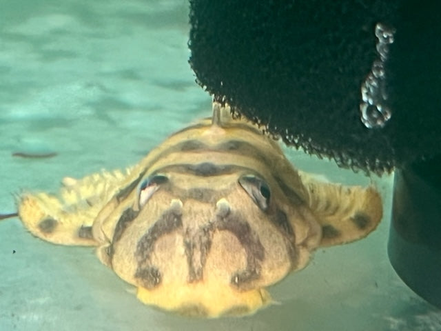 L-134 Leopard Frog Pleco