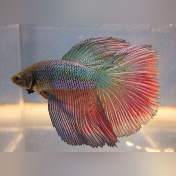 Super Delta Betta Male