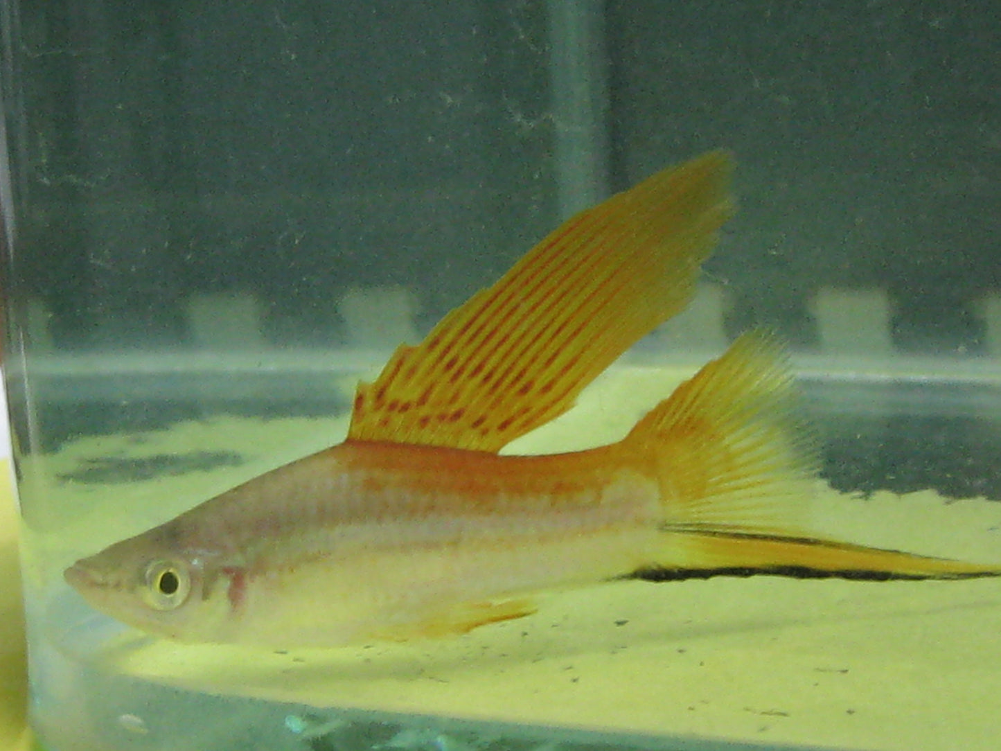 Hi Fin Neon Swordtail
