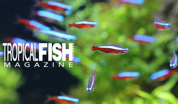 Fish Stocking Guide Fish Selection & Stocking Guide – AquariumFish.com