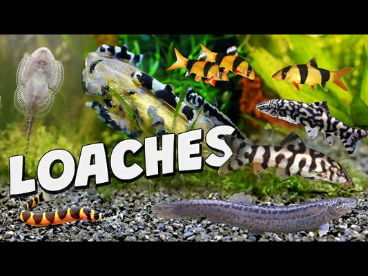 Best Loaches for Aquariums