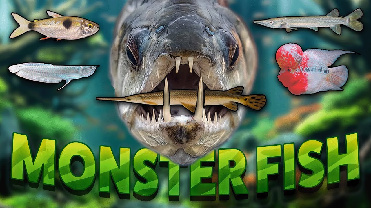 Best Monster Fish For Your Aquarium! How To Care For Monster and Preda ...