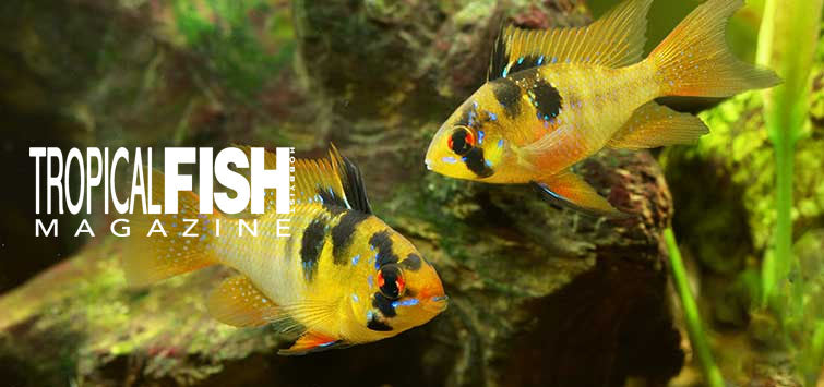 Stunning Community Aquarium Care For Goldfish And Hardyhead Cichlids image