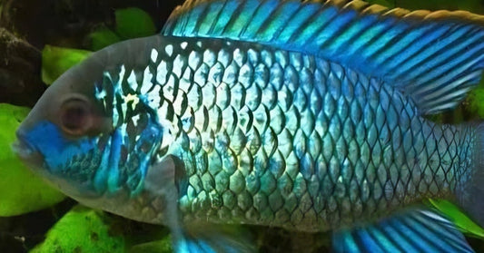 The Chill Cichlid: Electric Blue Acara
