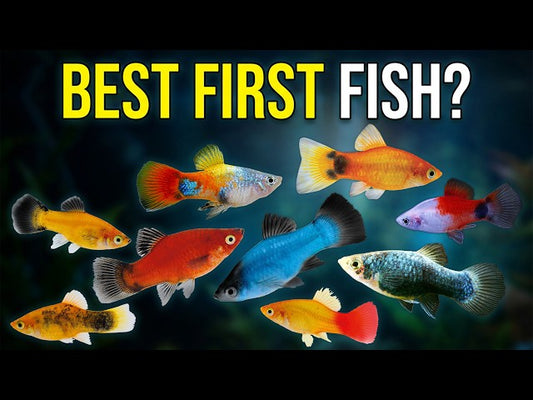 Platy Fish Explained: Care, Breeding, Colors & Why They’re Perfect for Beginners!