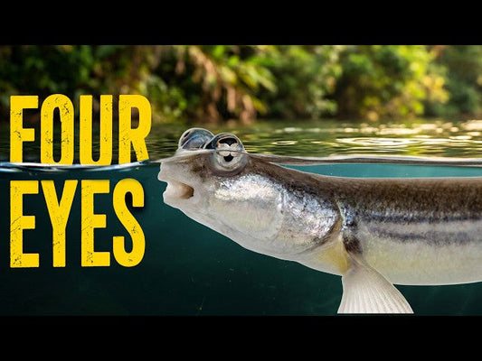 This Rare Fish Sees Everything | Anableps Breakdown