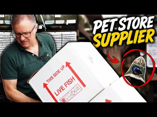Where Pet Stores REALLY Get Their Fish