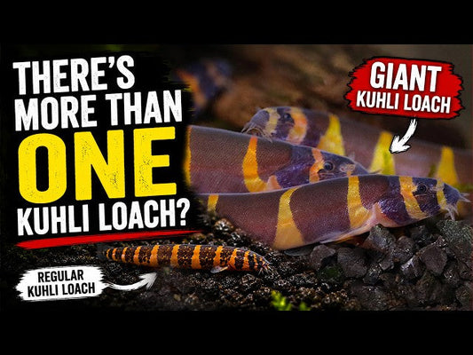 You’ve Been Buying the Wrong Kuhli Loach!