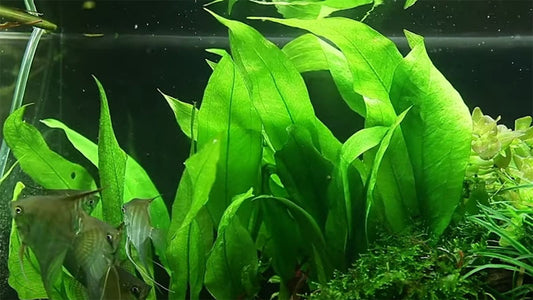 Heiko Bleher's and his Mother's Discovery: The Amazon Sword. The Best Aquarium Plant for Beginners!