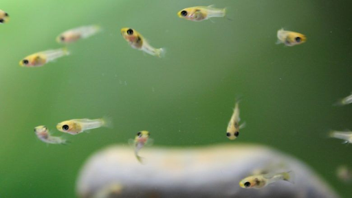 What to Feed Baby Fish?