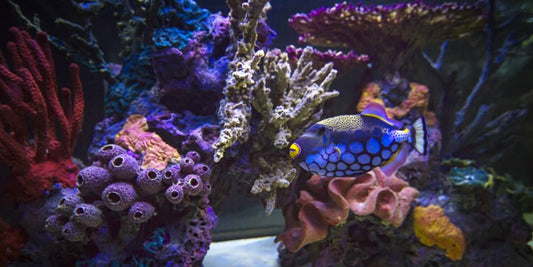 Big-Budget Fish Tanks Are Taking Over America’s Most Expensive Homes