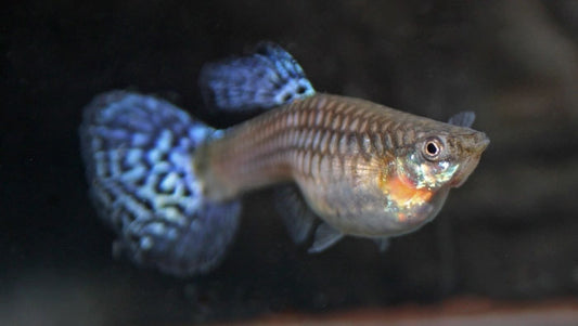 Can Female Guppies Have Babies Without Males? Understanding the Magic of Delayed Fertilization