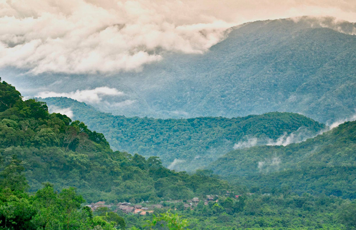 Saving Species and Storing Carbon in Laos – AquariumFish.com