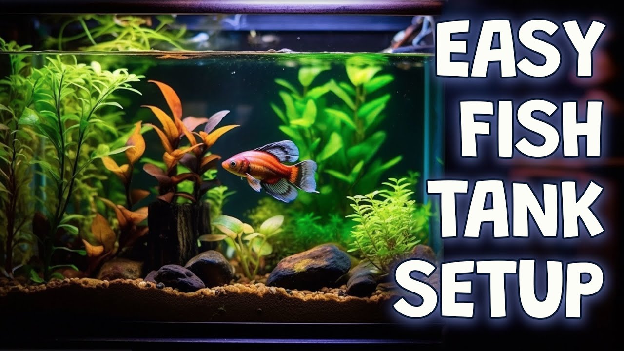 Tank Set Up Simple Tank Set Up | Shout out to JBJ – AquariumFish.com