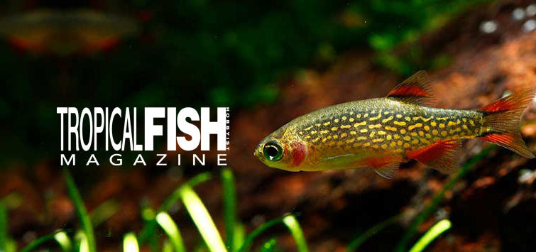 Fish 10 Top 10 for the 10-Gallon Tank – AquariumFish.com