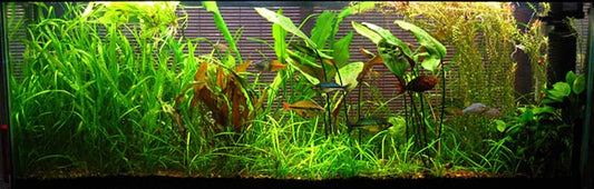 Styles of Aquascaping