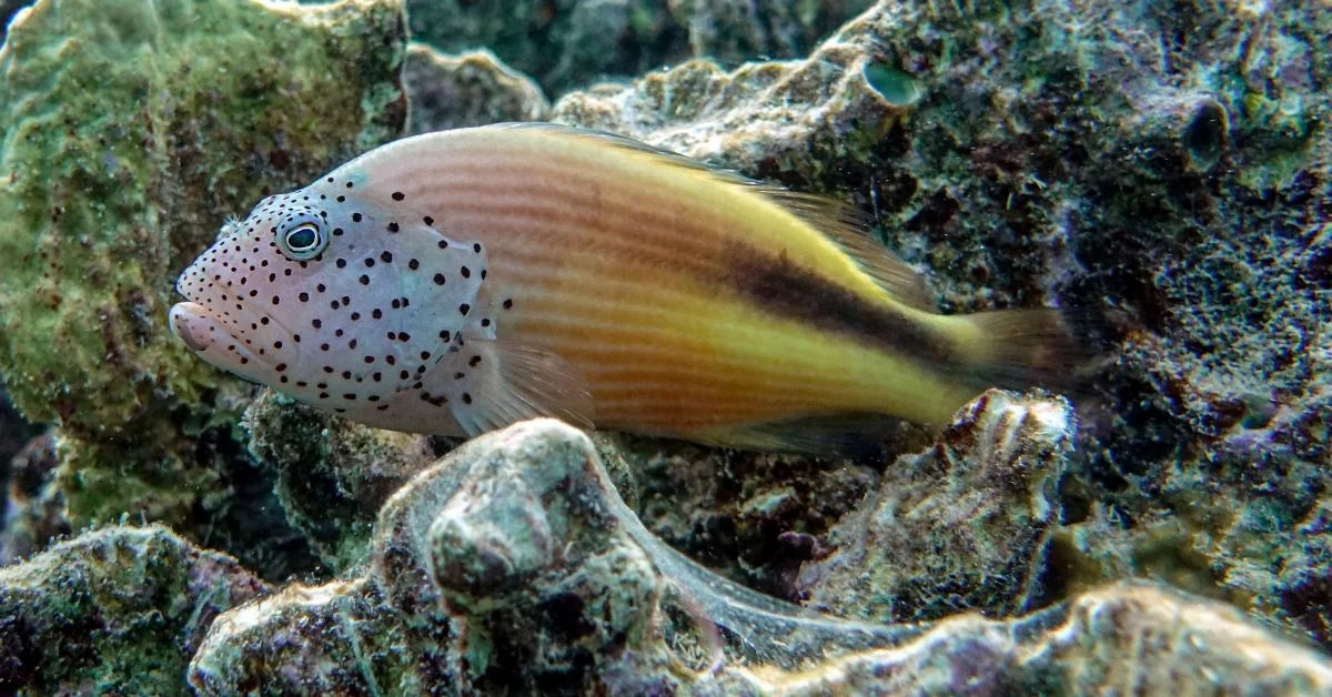 Salt Watch Fish Saltwater Fish – AquariumFish.com