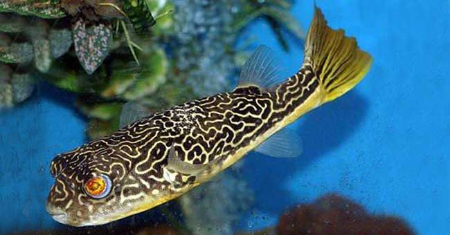 Freshwater fish online for sale best sale