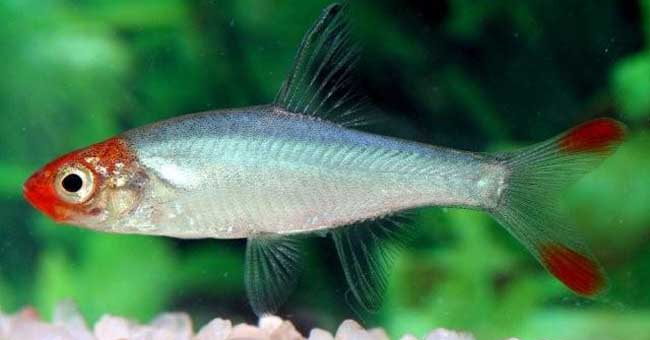 Rasboras for Sale | AquariumFish.com