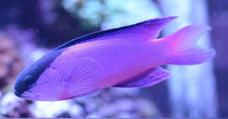 Saltwater Fish – AquariumFish.com