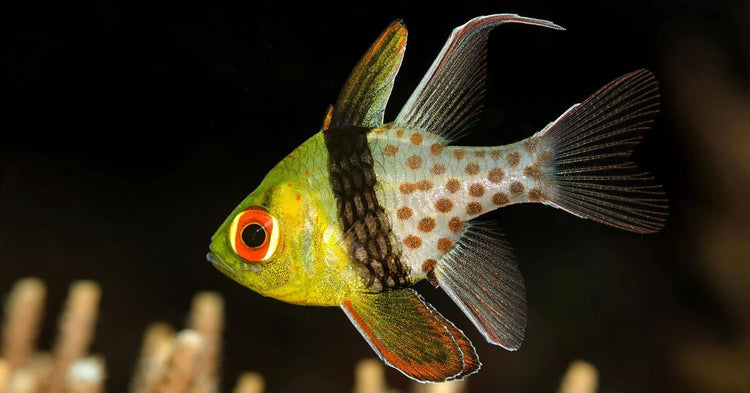 Assorted Cardinal Fish Cardinalfish for Sale | AquariumFish.com