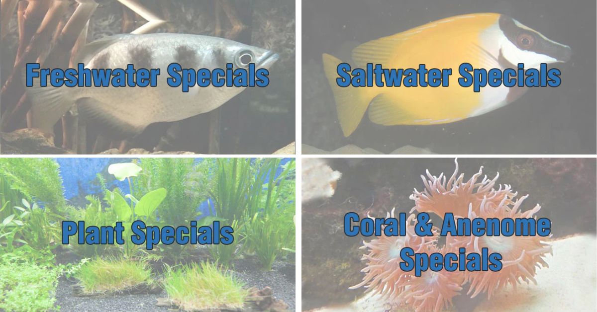 All Specials – AquariumFish.com