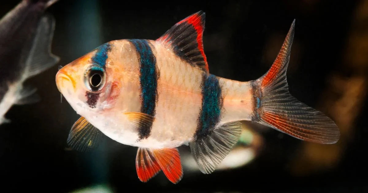 Barbs – AquariumFish.com
