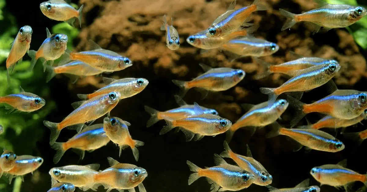 Freshwater Fish – AquariumFish.com