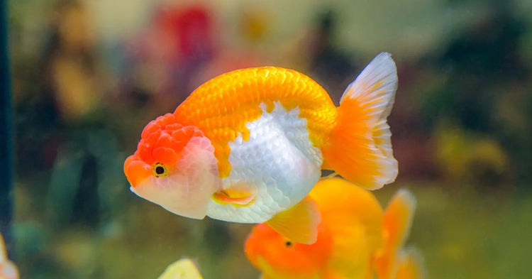 Glam Fish Fancy Goldfish β AquariumFish.com