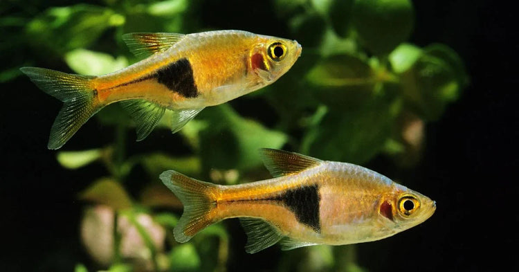 Larger Rasbora Rasboras for Sale | AquariumFish.com – Page 3