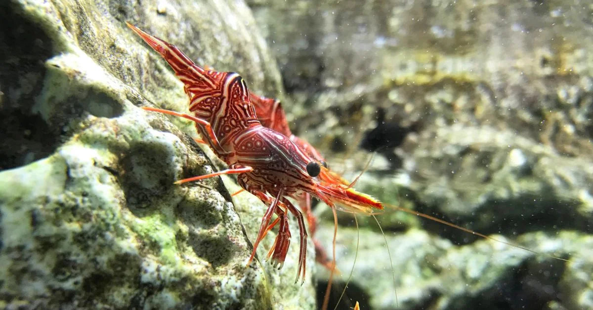 Picture of Saltwater Invertebrates for Sale | AquariumFish.com