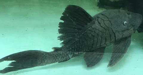 Alligator Pleco Golden Sailfin Luteus Pleco / Hypostomus Luteus For