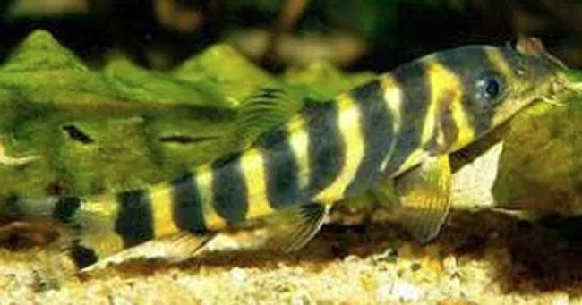 Loaches – AquariumFish.com