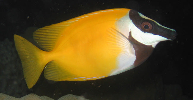 Rabbitfish – AquariumFish.com